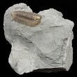 Flexicalymene Trilobite - Ohio #61044-1